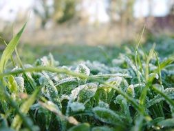 green grass frozen