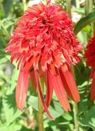 Red echinacea flowers close-up on blurred background
