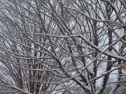 Wintry forest covered with snow