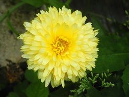 Bright yellow flower with green leaves