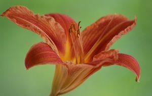 extraordinarily beautiful lily