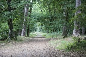 forest path among trees with green leaves