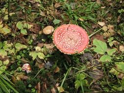 toadstool mushrooms