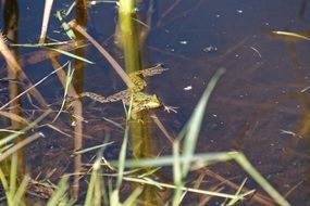 frog rests on water