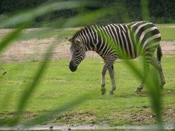 zebra in safari park