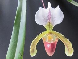 closeup picture of pink spotted orchid flower