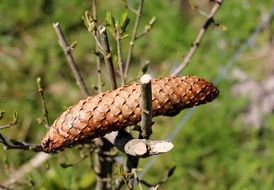 pine cone on a tree branch