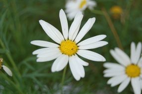 natural medicinal chamomile