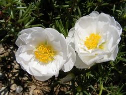 white flowers in garden closeup