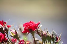 bush of red roses with buds