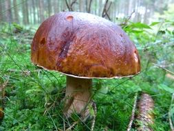forest mushroom with a brown hat