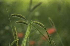 green grass plant leaf macro photo on a blurred background