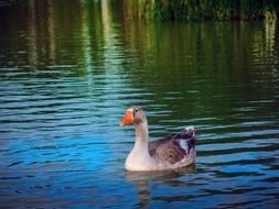 duck with orange beak on the lake