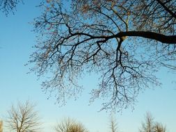 tree branches in the background of blue sky