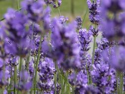 blue lavender flowers on the field