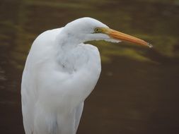 heron bird close-up