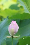 Bud of pink lotus with green leaves