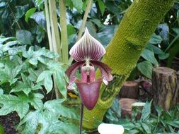 orchid bloom in the greenhouse