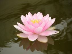 water lily nuphar lutea blossoming