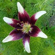 top view of a bright garden flower