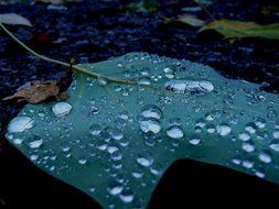 rain on a large dark green leaf