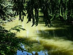 Green pond in a forest