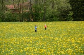 Children on a beautiful yellow dandelion field near the green trees