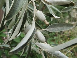 Beautiful green Persian olive with leaves in the forest