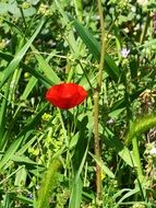 red poppy among green grass in the wild