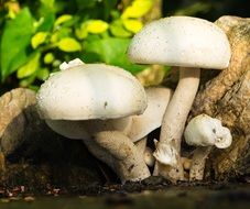 White wild mushrooms