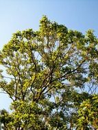 japanese tree branches