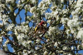 goldfinch perched on flowering tree