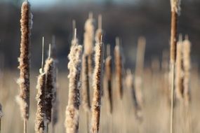 cattails, marsh plant