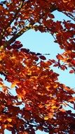 Golden leaves in autumn