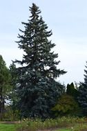 evergreen pine tree