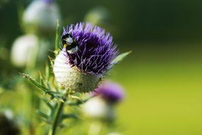 Purple closed bloom on a blurred background