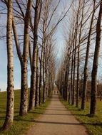 unique trail trees