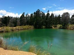 lake with green water and trees on the shore