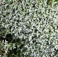 perennial silver plant