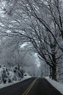 snowy trees along an asphalt road