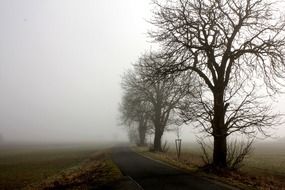 Trees in the fog in autumn