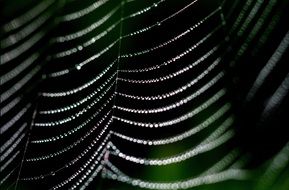 macro photo of cobweb with dew drops at deep green background