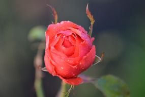 red flower bud of rose