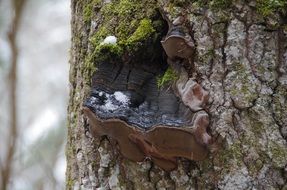 tree mushroom on a tree in Lahemaa National Park