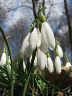 delicate white snowdrop flowers
