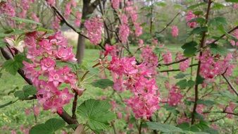 pink flowering of the garden bush