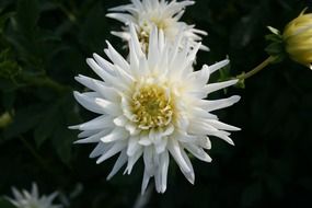 Ornamental white dahlia flowers