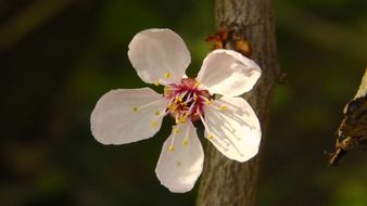 light pink flower on a branch close-up