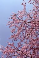 Beautiful colorful flowers on the trees