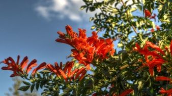 orange flowers on a big bush
